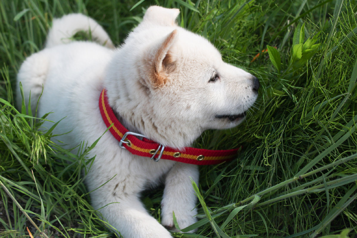 Korean Jindo Utility Dog Dogs