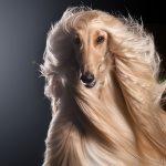 The Afghan Hound – The Tall Pooch With Great Hair