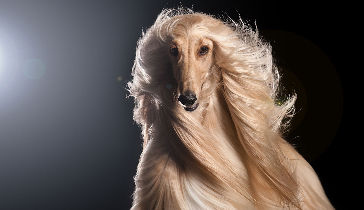 The Afghan Hound – The Tall Pooch With Great Hair