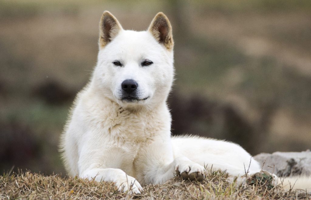 Korean Jindo – Utility Dog