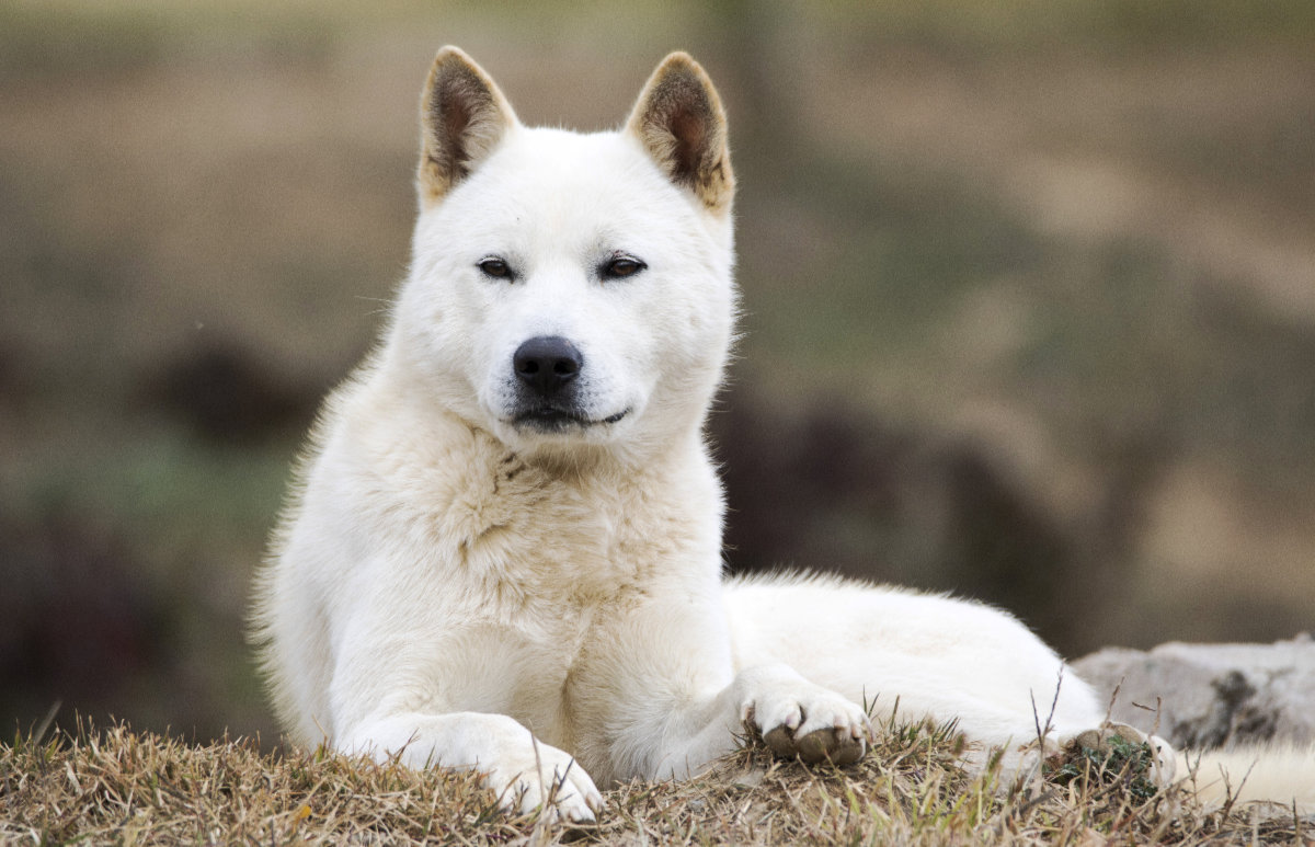 Korean Jindo – Utility Dog