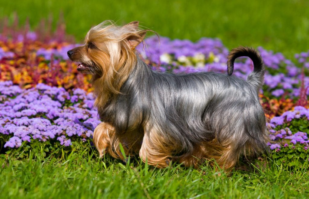 Australian Silky Terrier