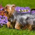 Australian Silky Terrier