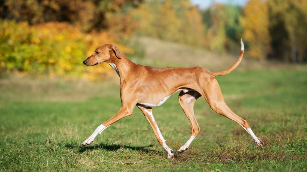 Azawakh: Elegant African Dog Breed