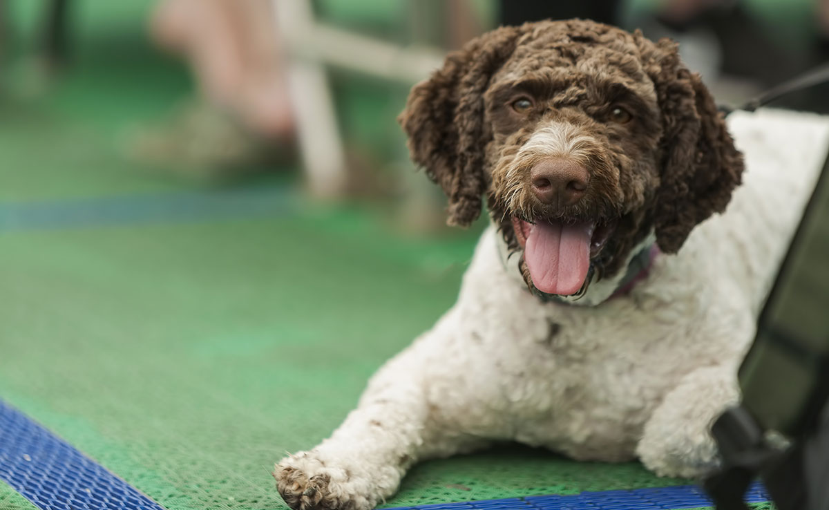 Barbet - Gundog