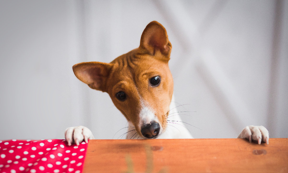 Basenji Puppy