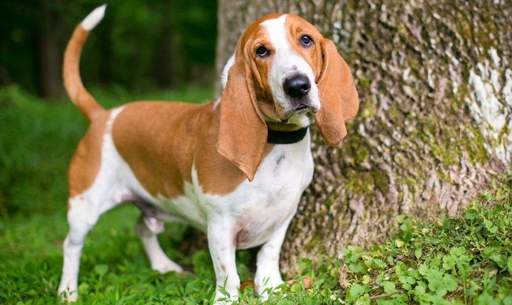 Basset Hound – The Original With The Sad Eyes