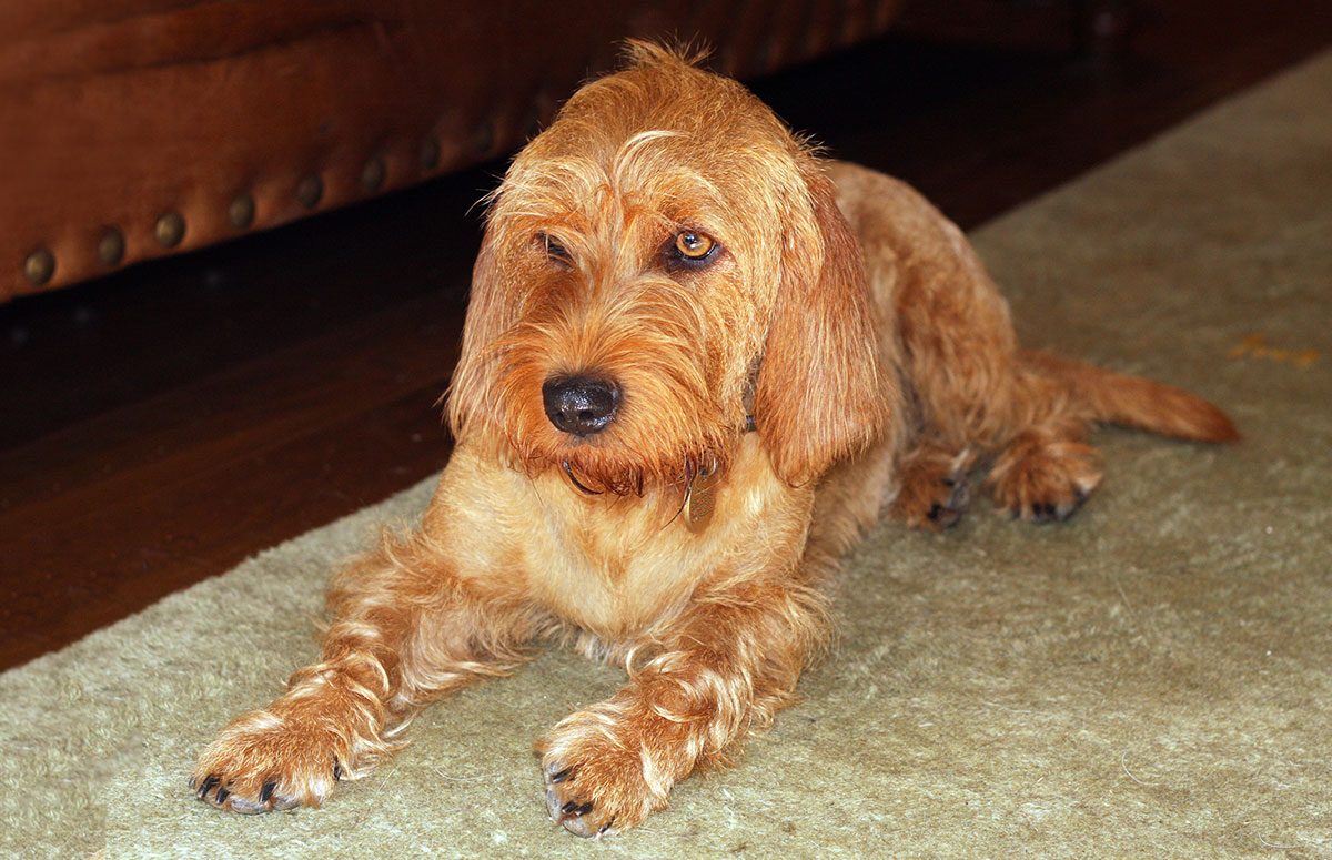 Basset Fauve De Bretagne – Hound