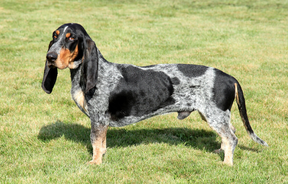 Basset Bleu De Gascogne – The Ultimate French Hound