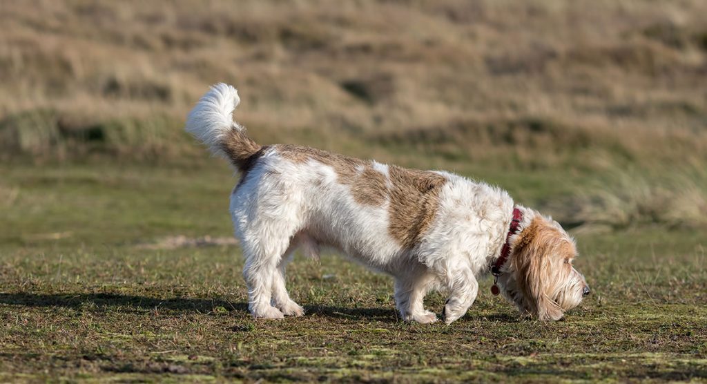 Basset Griffon Vendeen (Grand) – Hound