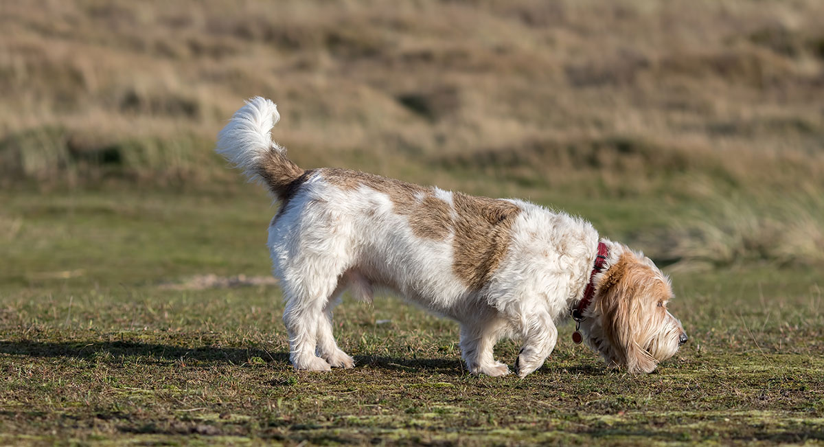 Basset Griffon Vendeen (Grand) – Hound