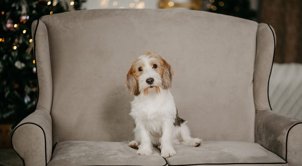 Basset Griffon Vendéen (Petite) – A Small, Rough-Haired Hound