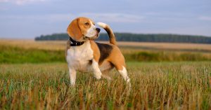 Beagle In Field