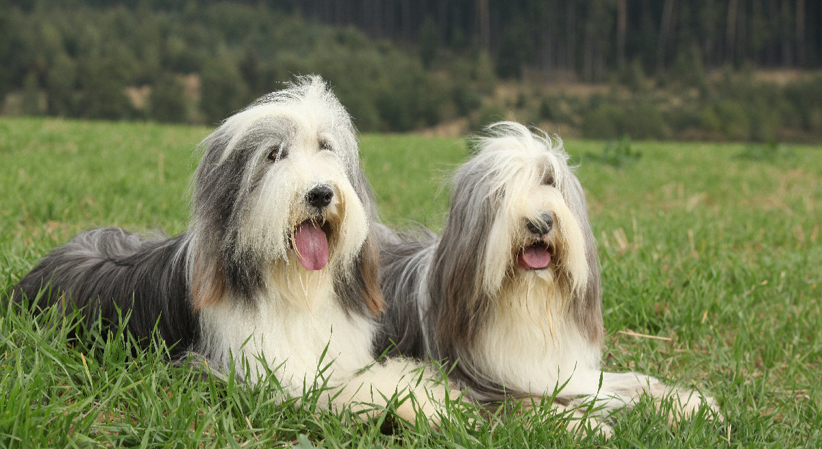 Bearded Collie – Scottish Dog With The Cool Beard
