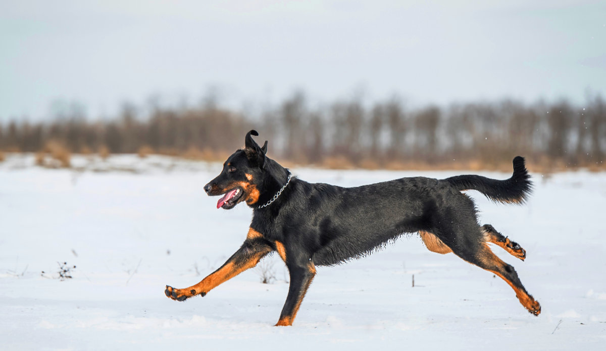 Beauceron – France’s Answer To The Doberman