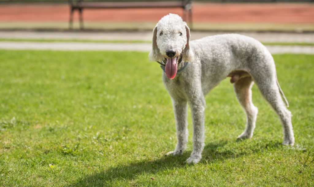Bedlington Terrier – Quirky But Cute