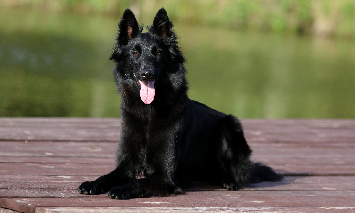 Belgian Shepherd Dog (Groenendael) – Big Bold Pastoral Breed