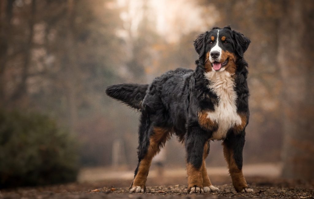 Bernese Mountain Dog – The Original Swiss Working Breed