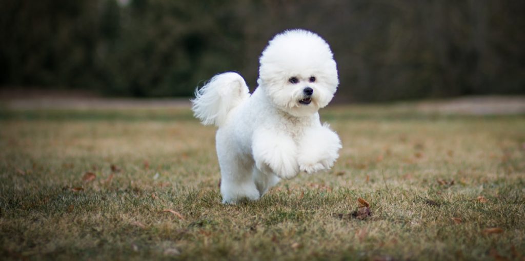 Bichon Frise – The Extra Fluffy Toy Dog