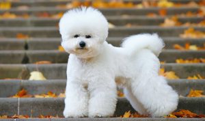 Bichon Frisé packs a lot of love and character into its tiny frame.