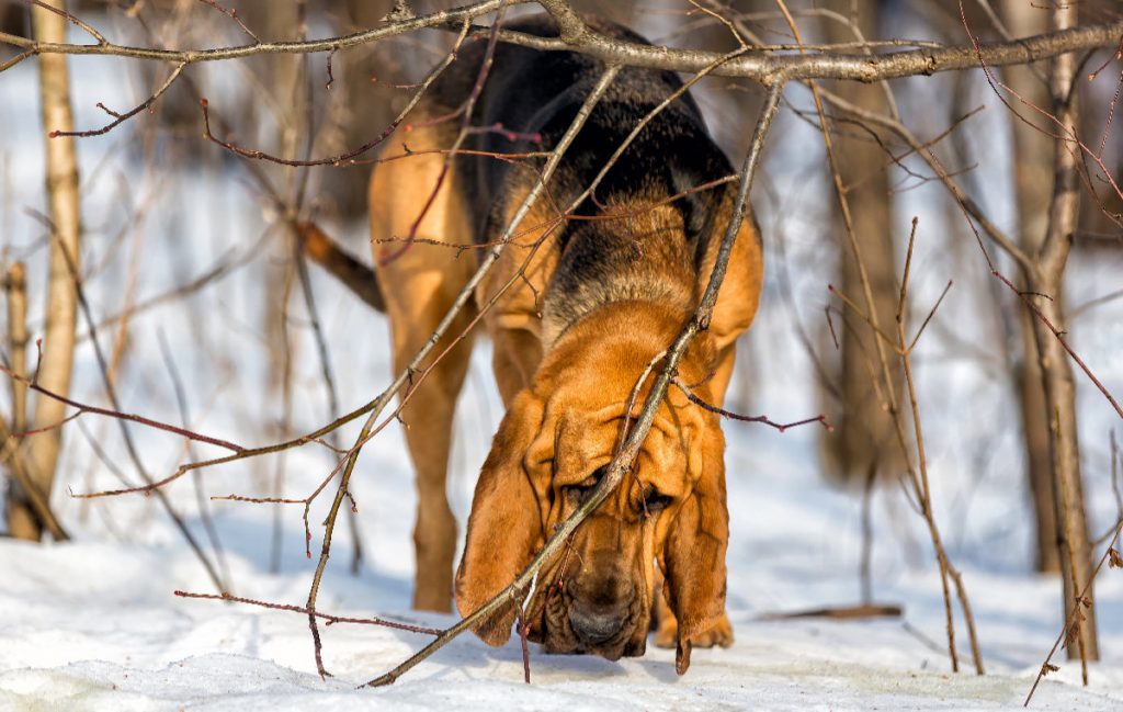 Bloodhound – The Tracker Extraordinaire