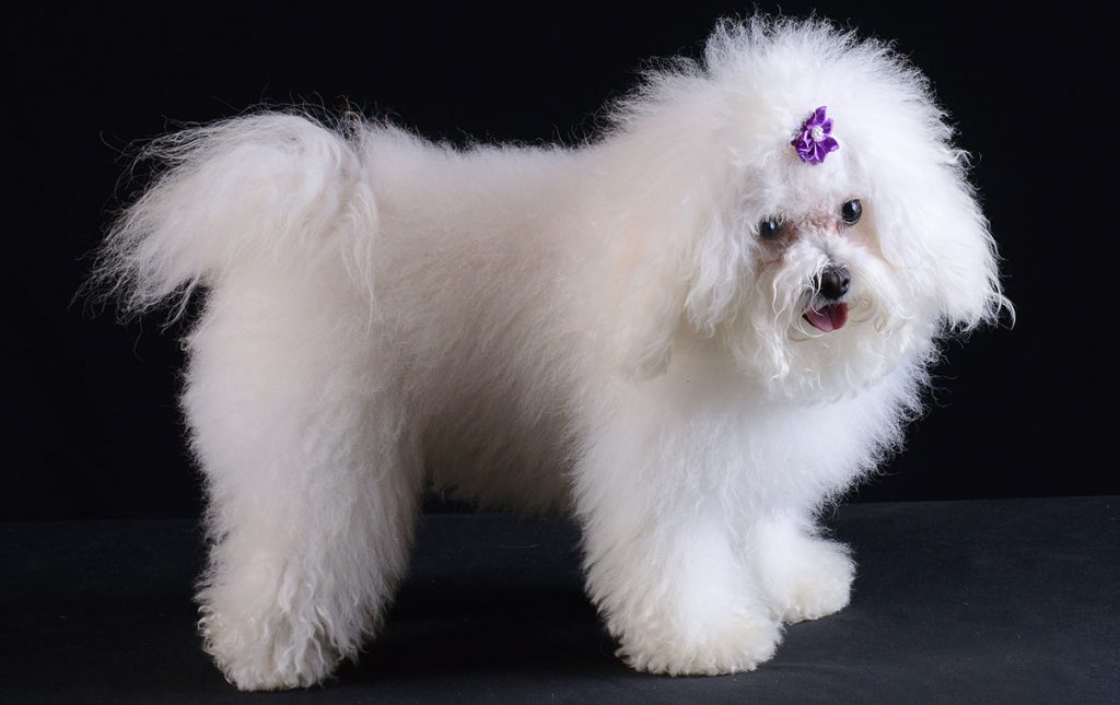 Bolognese Dog Small But Beautifully Formed Dogs