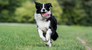 Border-Collie