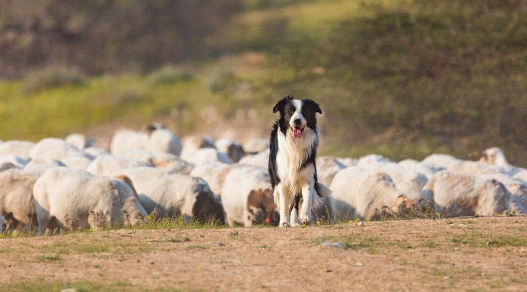 Border Collie – The Iconic Sheep Dog