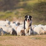 Border Collie – The Iconic Sheep Dog
