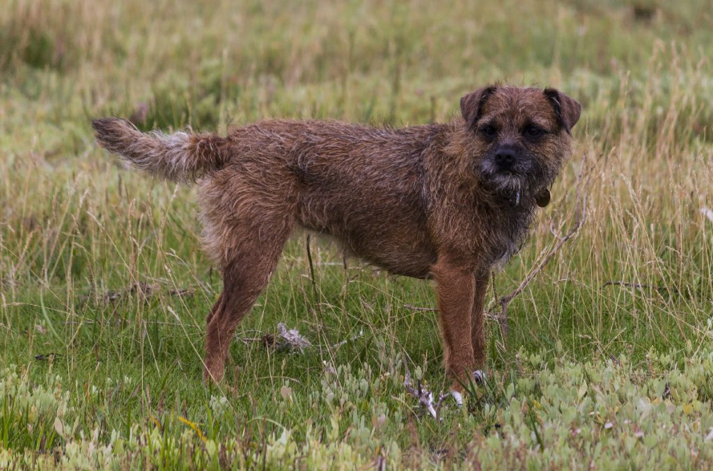 Border Terrier – The Tough Little Northern Dog