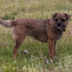 Border Terrier – The Tough Little Northern Dog