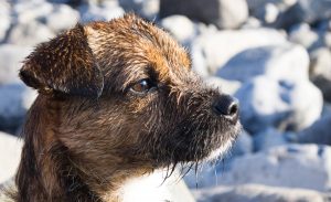 Border Terrier Portrait