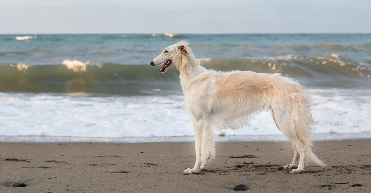 Borzoi – The Large Graceful Russian Speedster