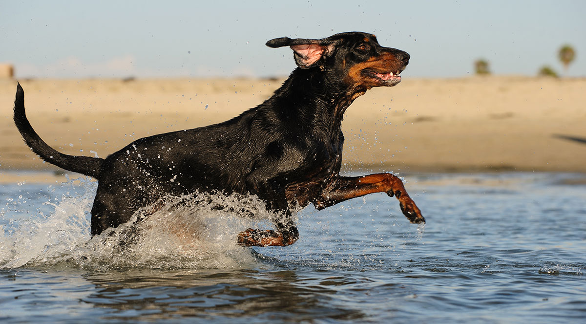 Black & Tan Coonhound – A Racoon’s Worst Nightmare