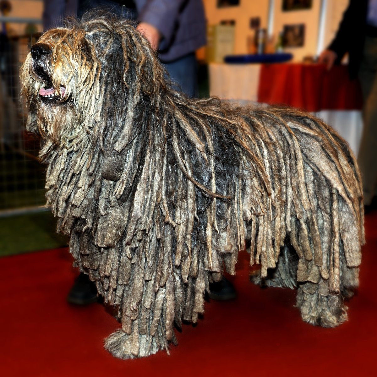 Bergamasco – The Dreadlocked Italian Sheepdog