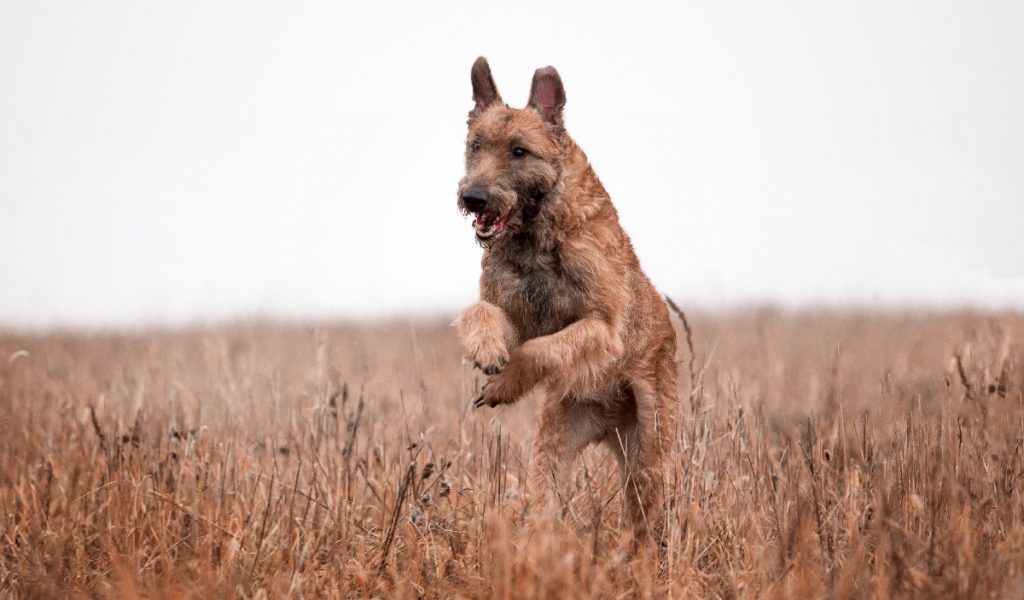 Belgian Shepherd Dog (Laekenois) – The Brown One