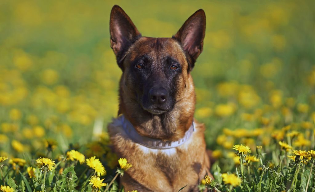 Belgian Shepherd Dog (Malinois) – The Extra Tough One
