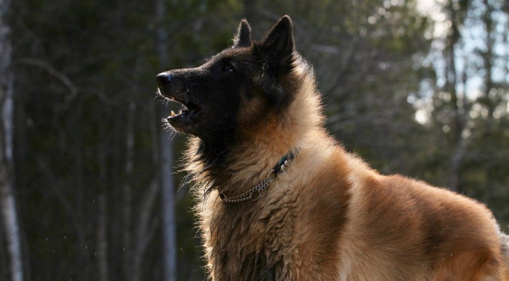 Belgian Shepherd Dog (Tervueren) – The Wolf One