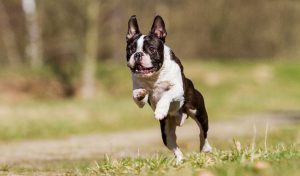 Boston terrier