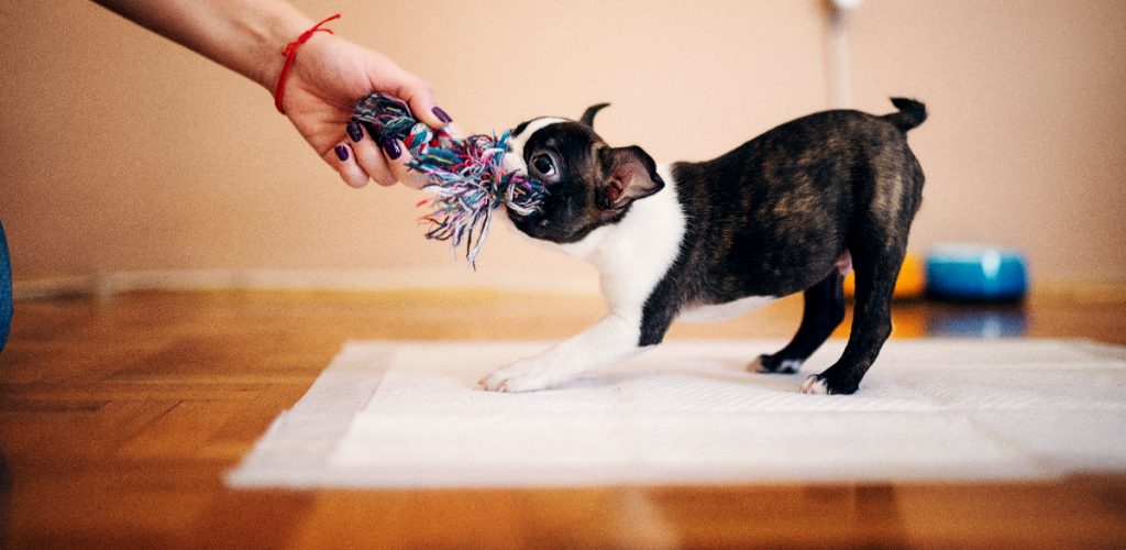Boston Terrier – The Cute Little American One