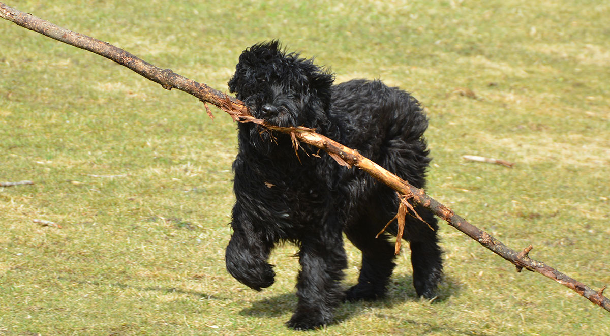 Bouvier Des Flandres – The Large Belgian Cattle Herder