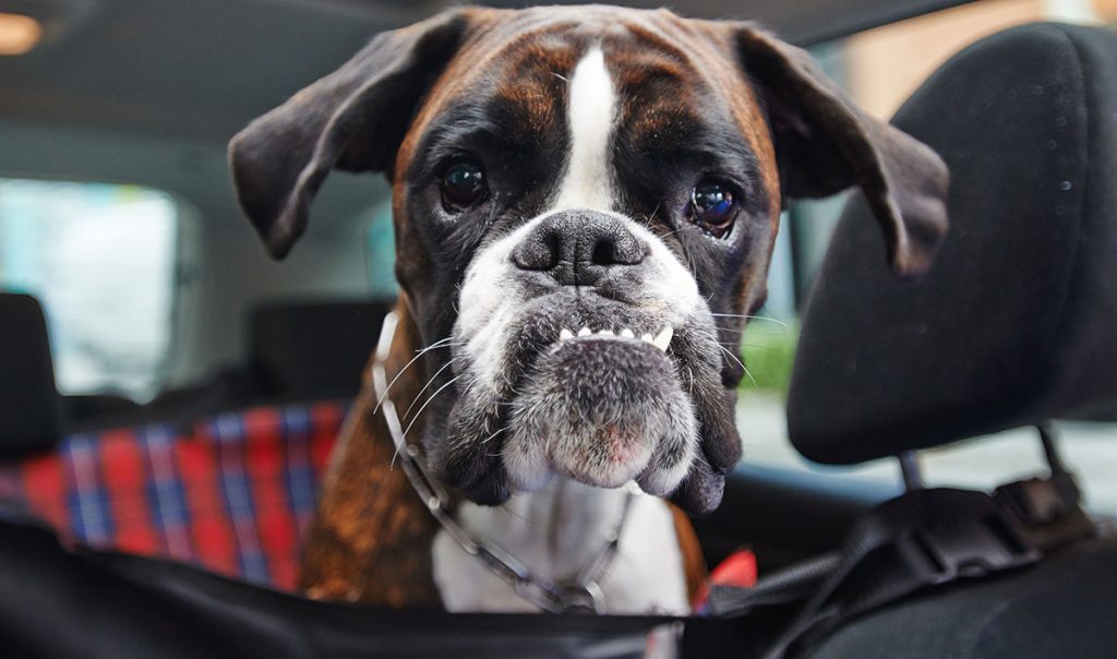 Boxer – The German Dog With A Sense Of Humour