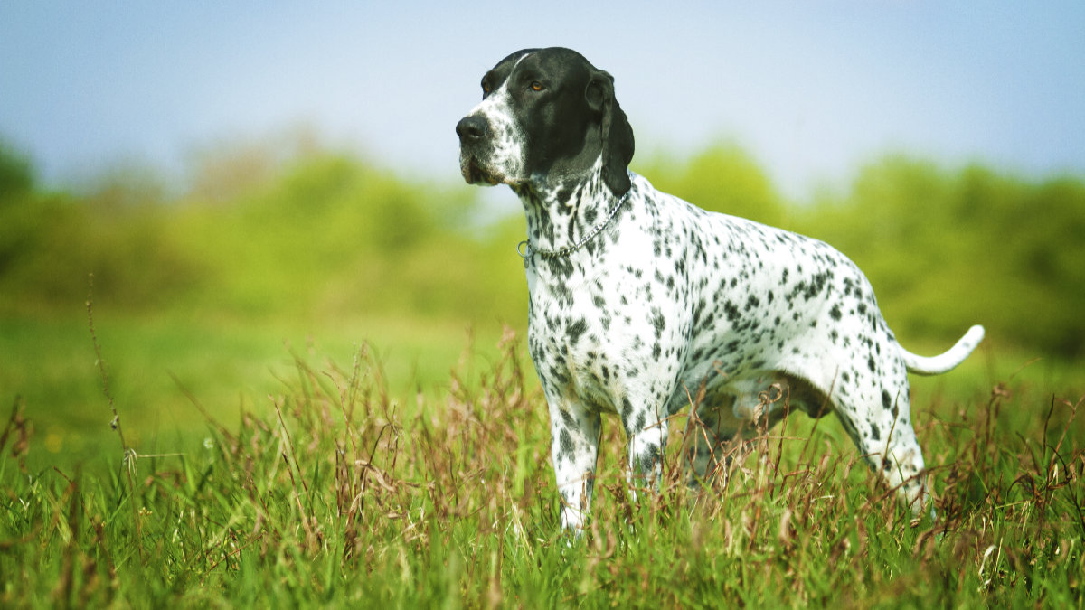 Braque D’Auvergne – The Rare French Gundog
