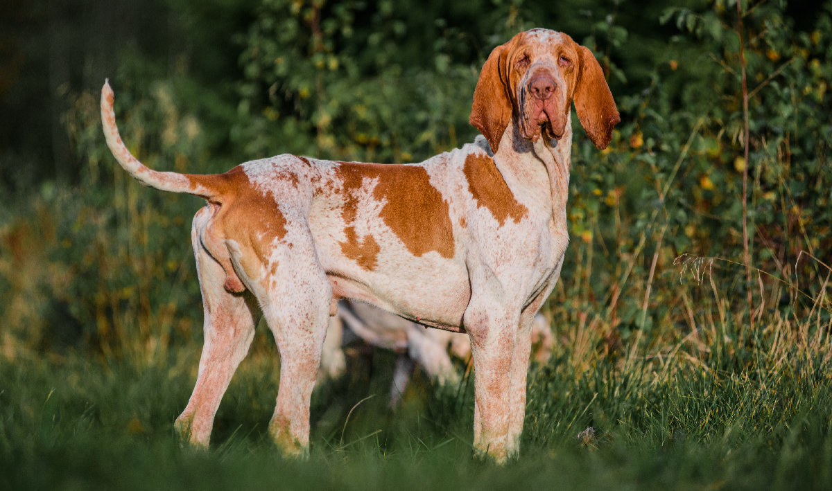 is the bracco italiano rare