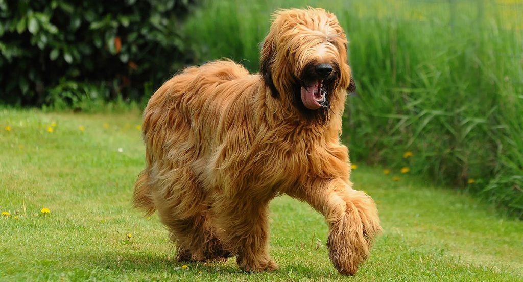 The Briard or Berger de Brie – The Big Hairy Herding Dog