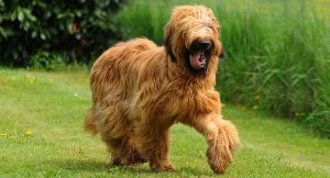 Briard