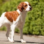 Brittany - The Historied French Gundog Breed