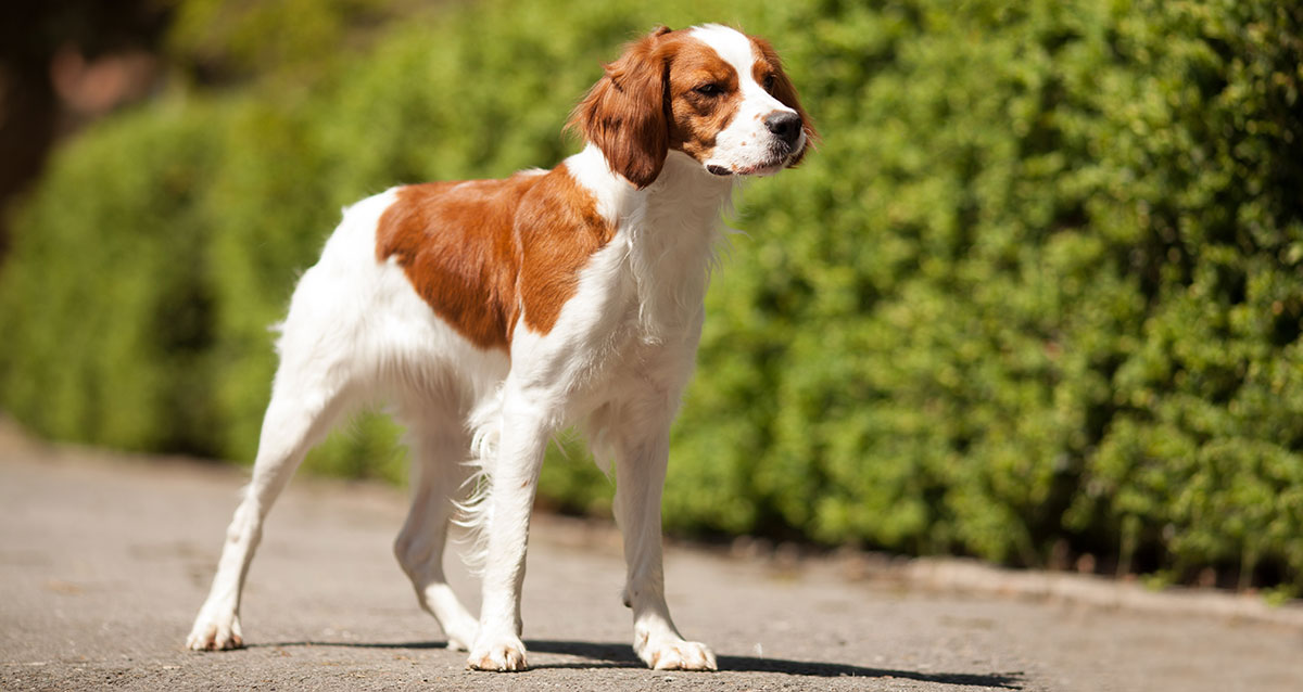 Brittany – The Historied French Gundog Breed