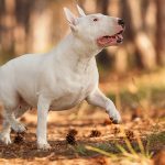 bull terrier