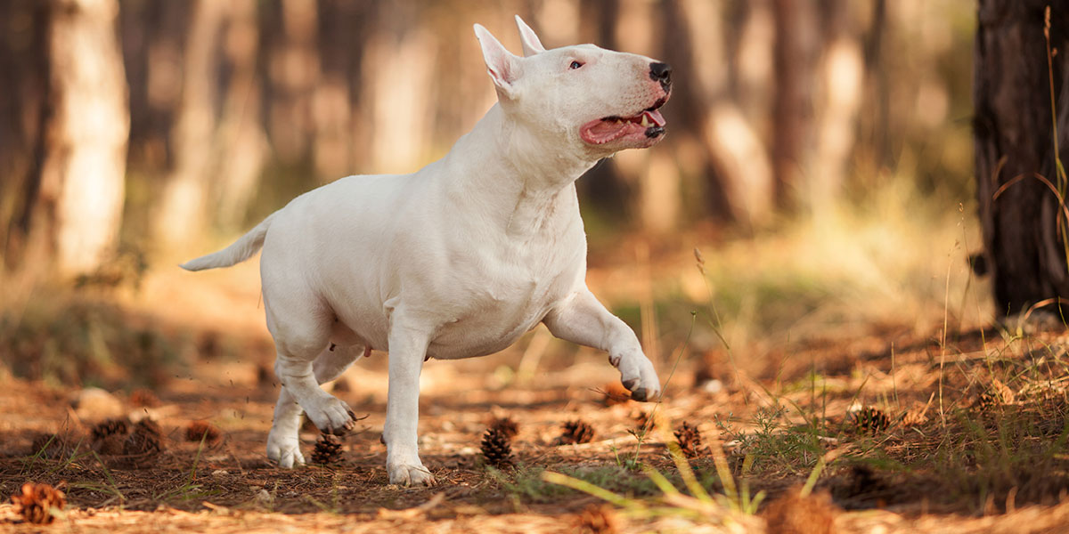Bull Terrier – The One With The Distinctive Head